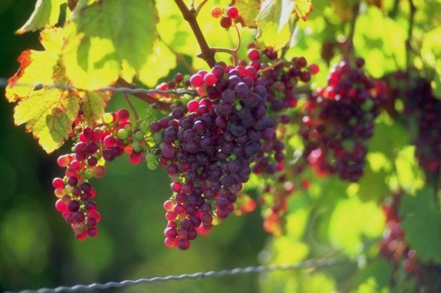 Vedere Vale Piu Di Mille Parole Badesi Ngoại thất bức ảnh
